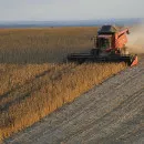 Калининградские аграрии собрали очередной рекордный урожай - Минсельхоз