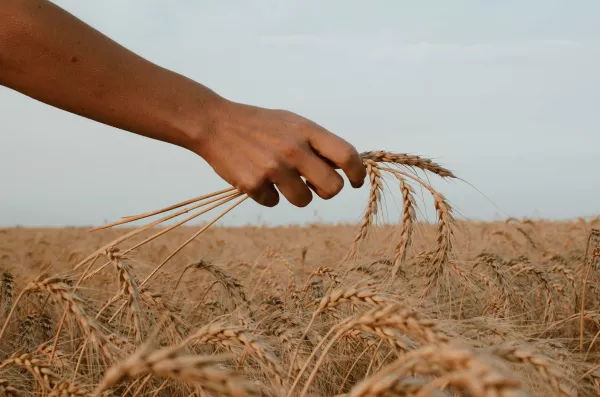 С начала года с территории Калининградской области экспортировано около 900 тысяч тонн зерна и продуктов его переработки