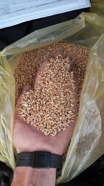фотография продукта Фуражная пшеница