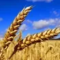 пшеница  в Калининграде и Калиниградской области